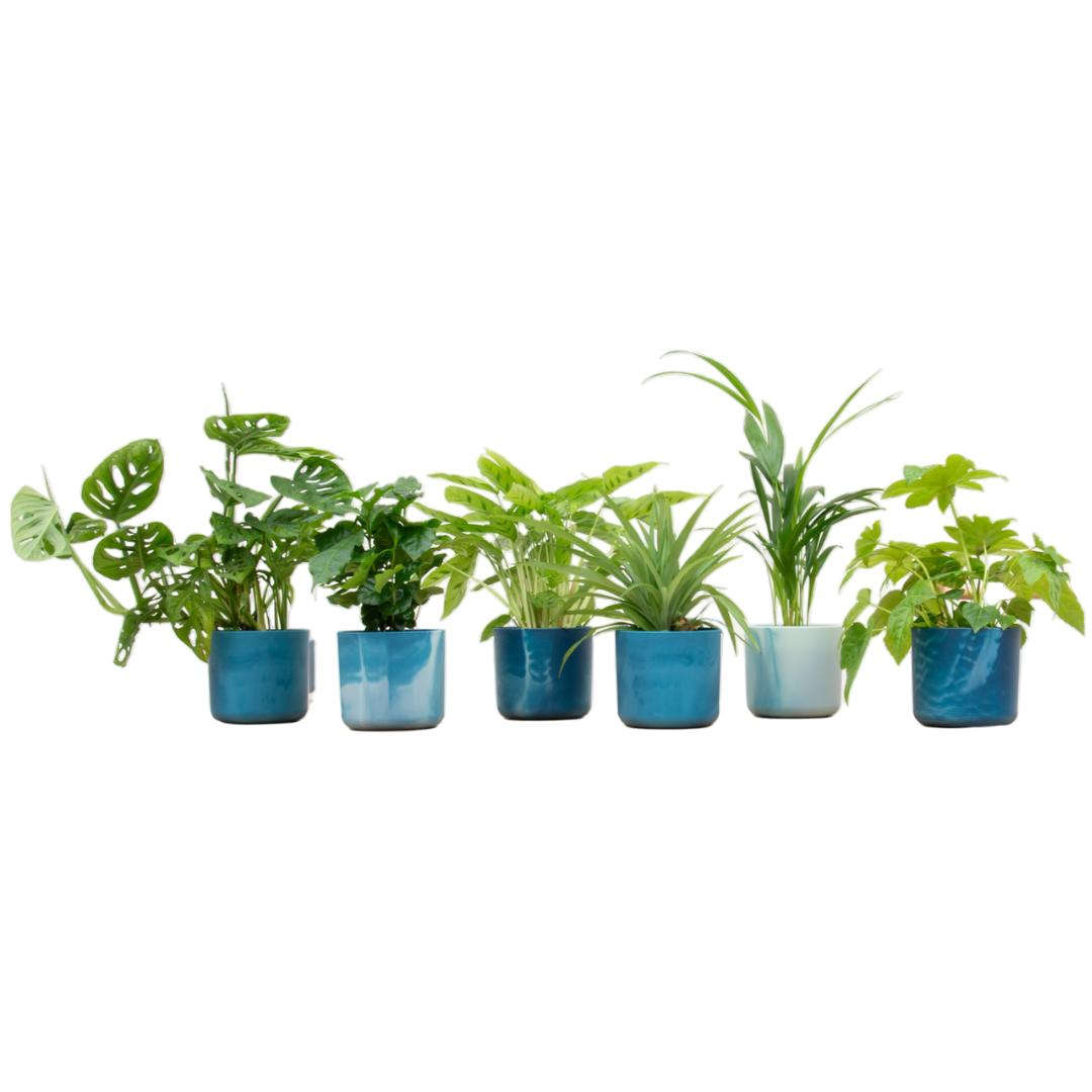 Verrassingsbox - 6 planten + elho Ocean Round
