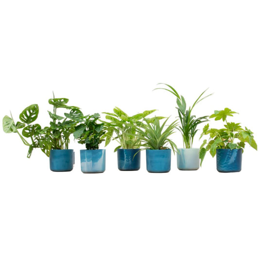 Verrassingsbox - 6 planten + elho Ocean Round