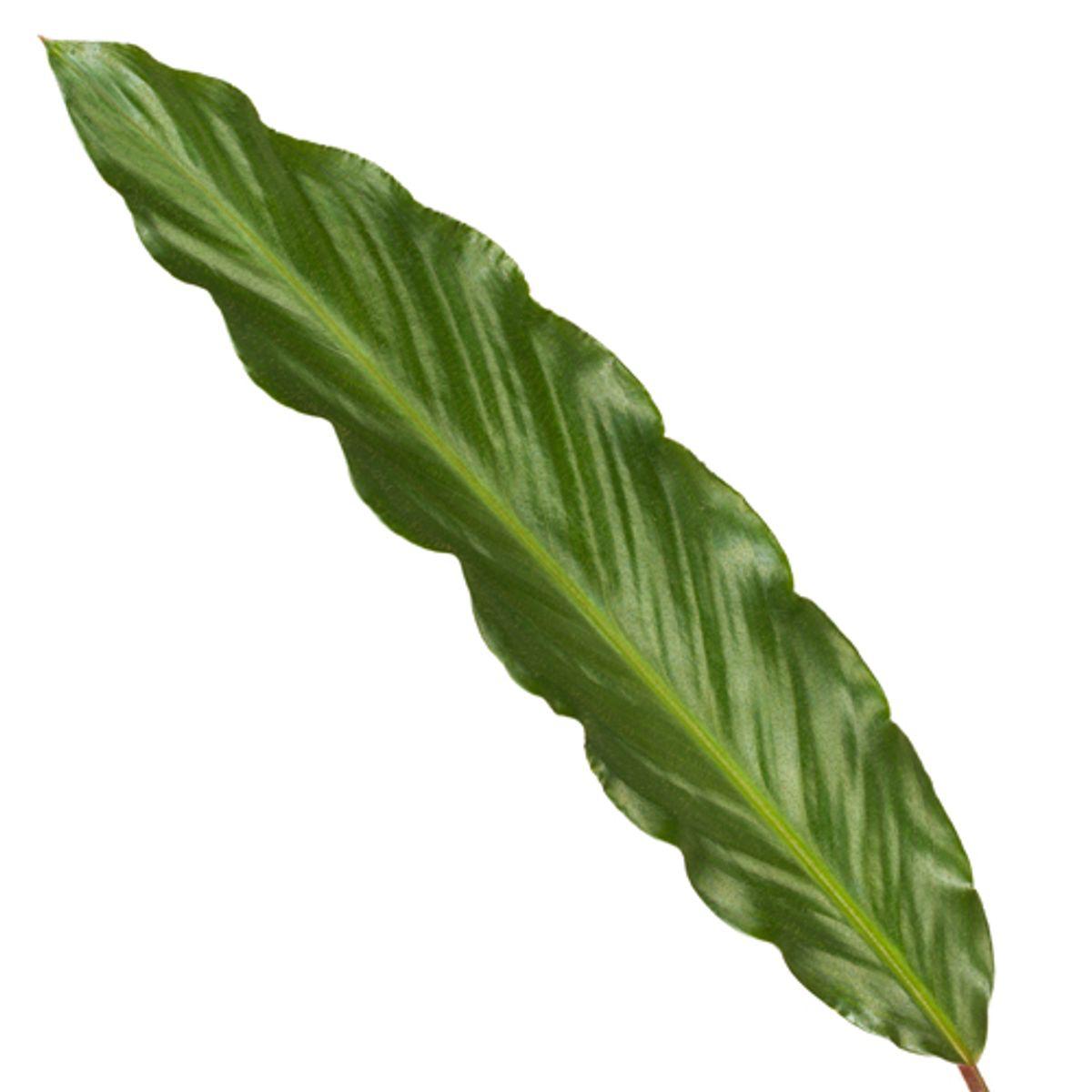 Calathea Wavestar