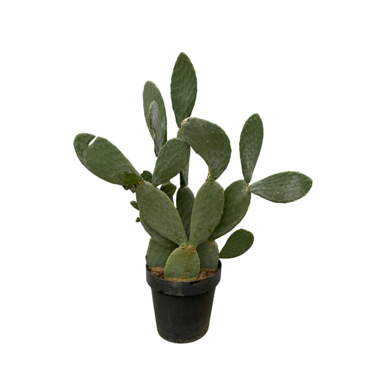 Opuntia Ficus Indica