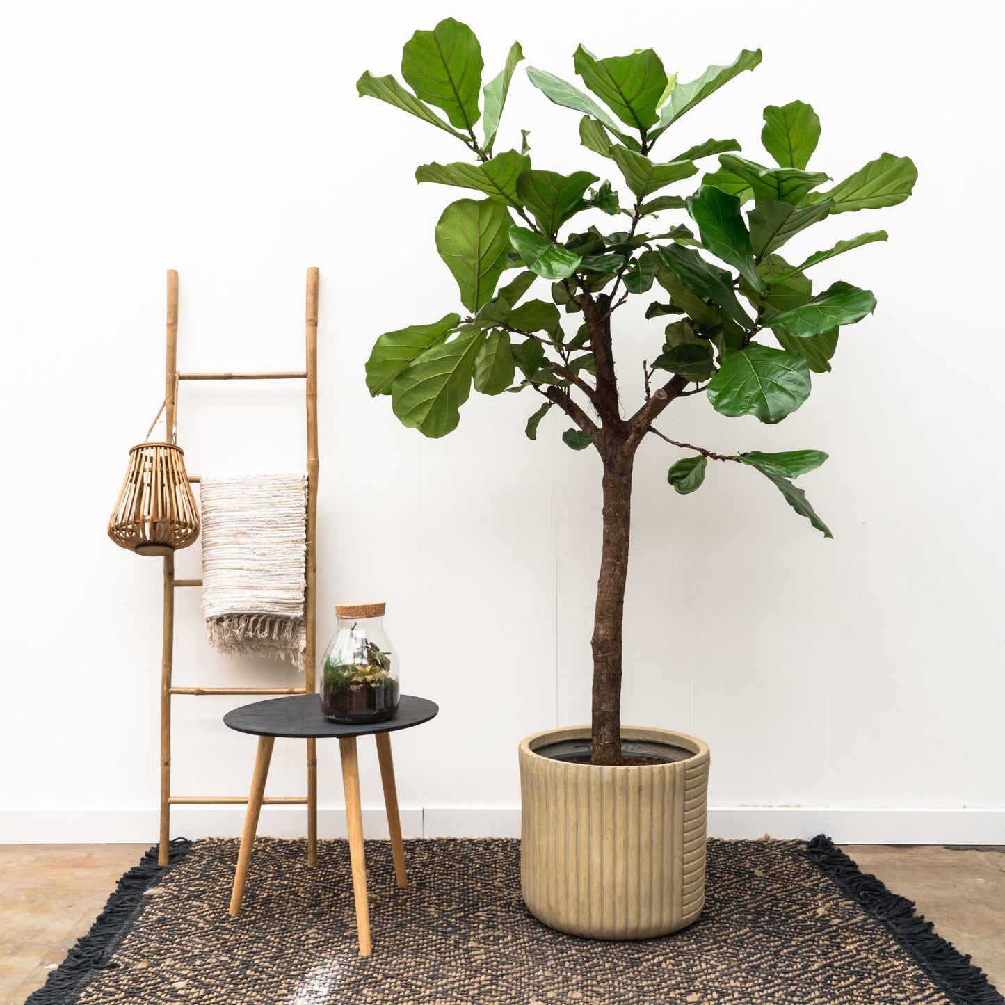 Ficus Lyrata op stam
