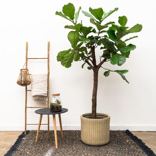 Ficus Lyrata op stam