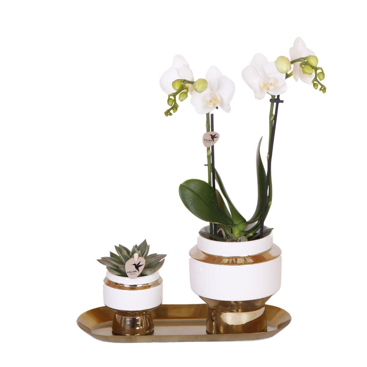 Set van witte orchidee en Succulent op gouden dienblad