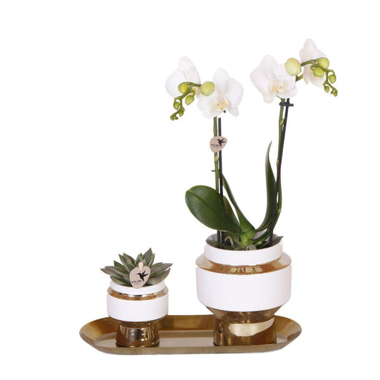 Set van witte orchidee en Succulent op gouden dienblad