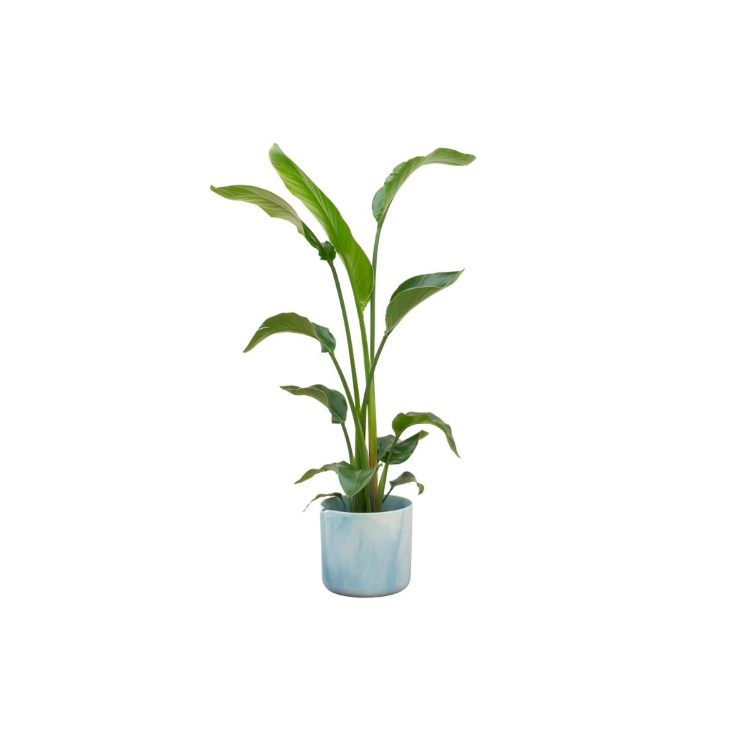 Strelitzia Nicolai + elho Ocean Round