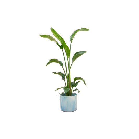 Strelitzia Nicolai + elho Ocean Round