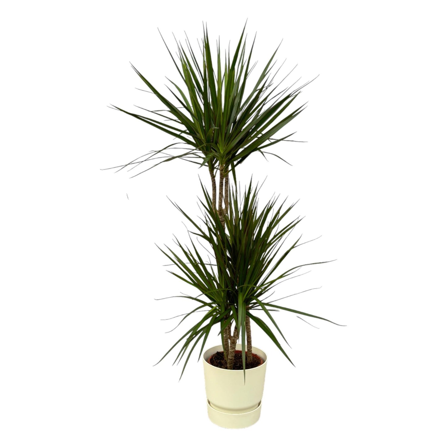 Dracaena Marginata + elho Greenville Round