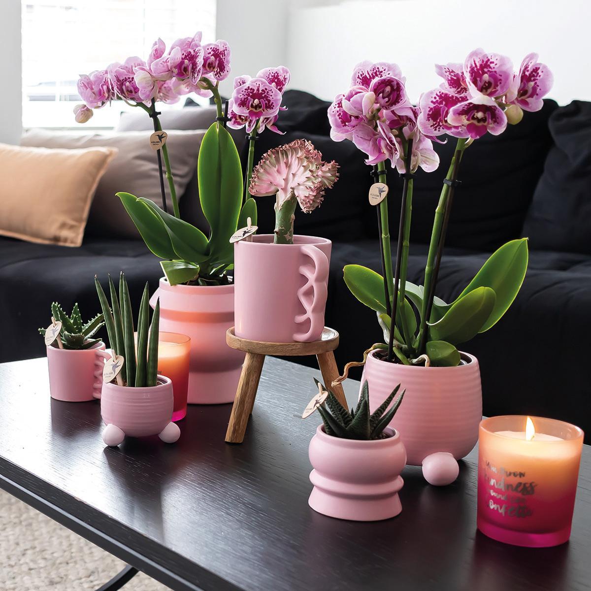 COMBI DEAL van 2 Orchideeën