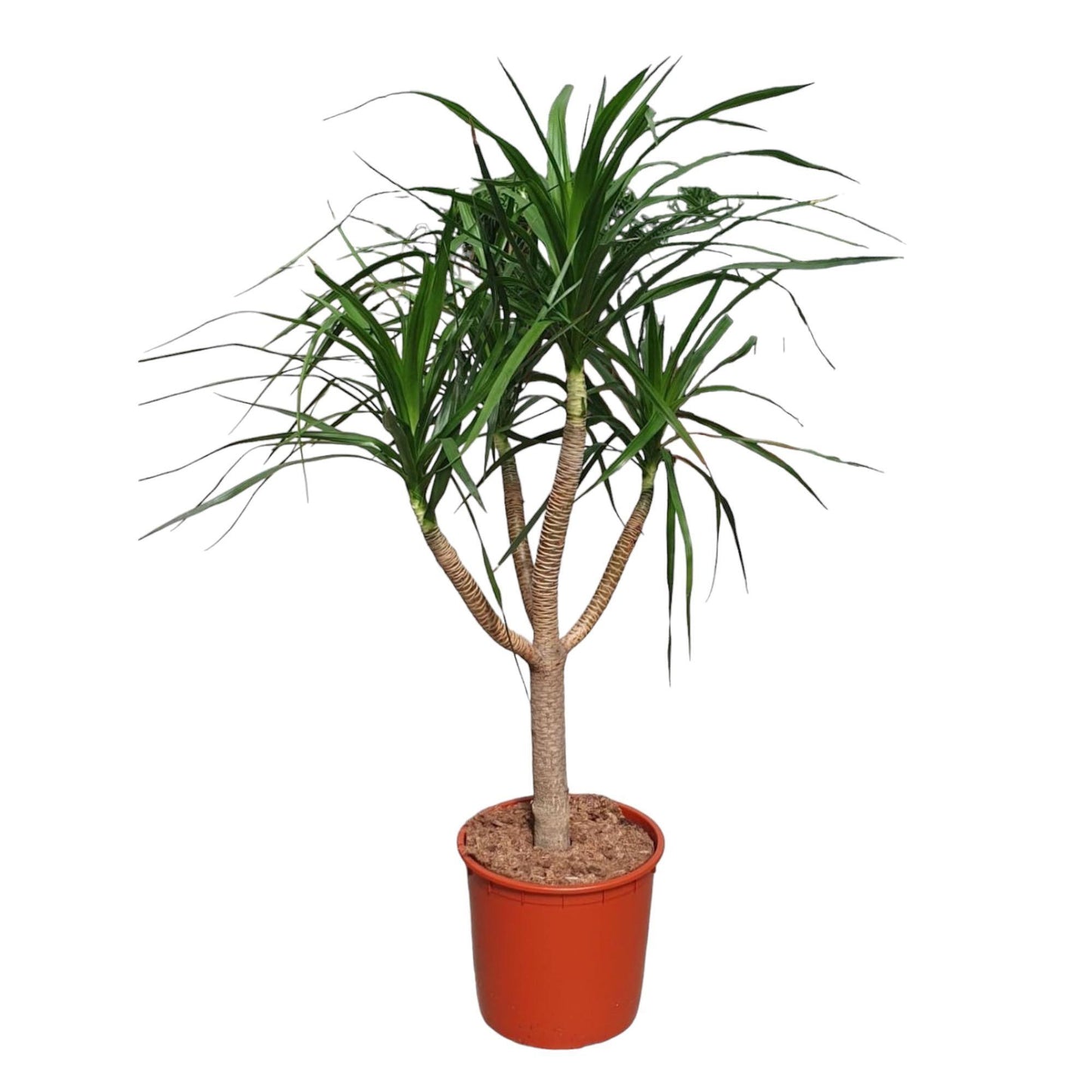 Dracaena Draco (vertakt)
