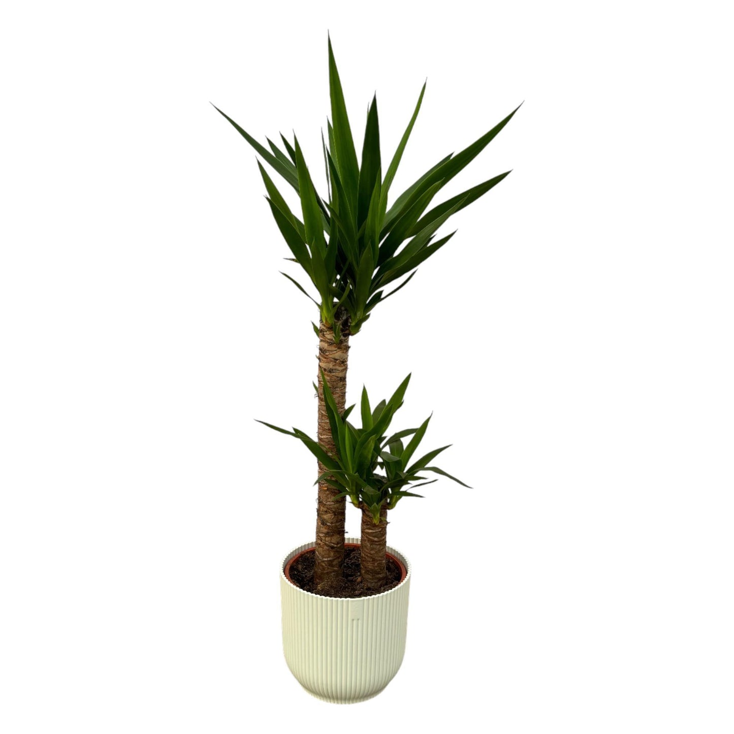 Yucca + elho Vibes Fold Round