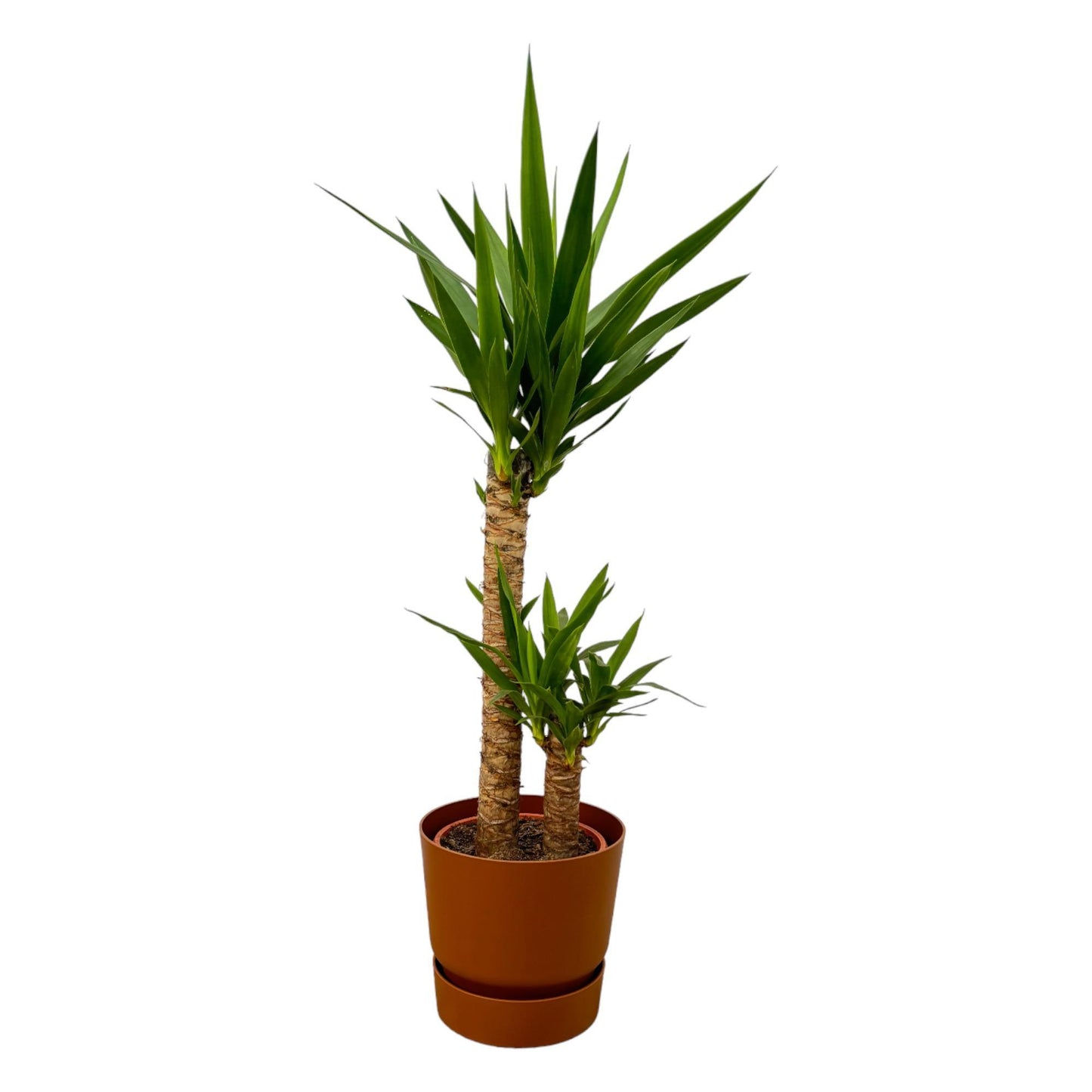 Yucca + elho Greenville Round