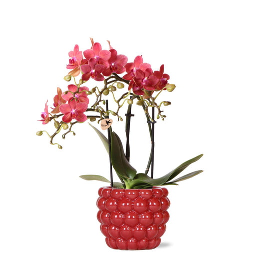 rode Phalaenopsis orchidee – Congo + Berry sierpot – potmaat Ø9cm – 40cm hoog