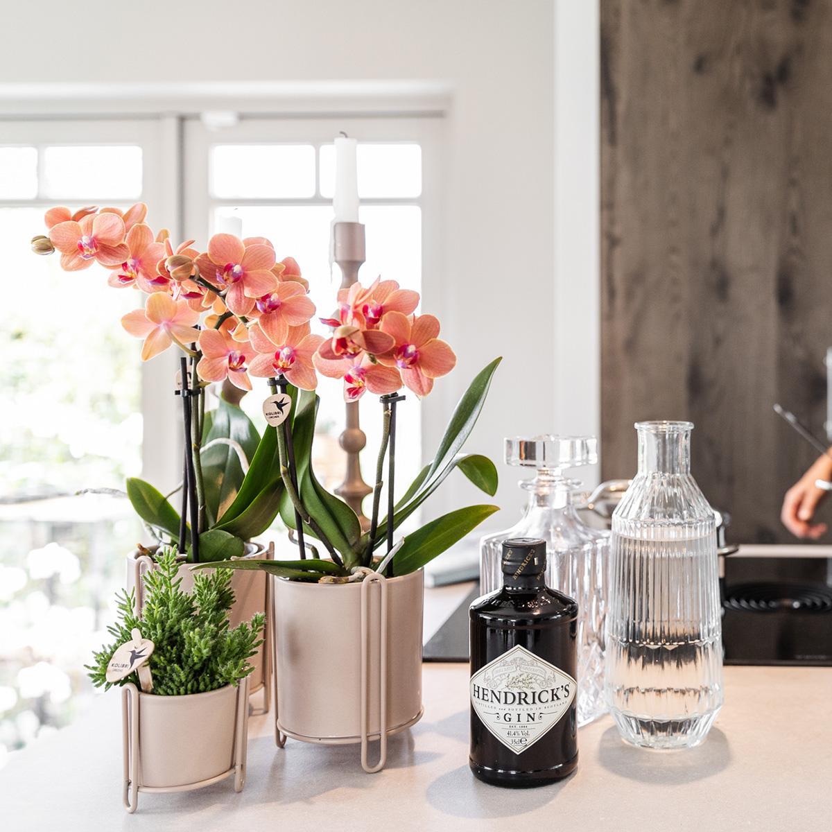 COMBI DEAL van 2 Orchideeën