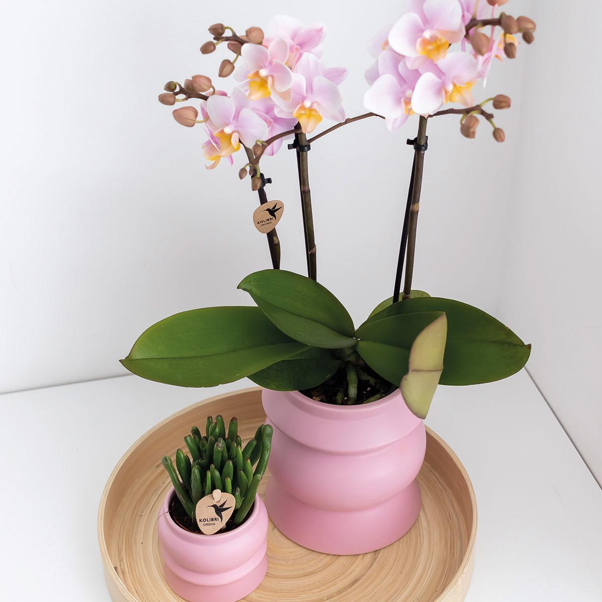COMBI DEAL van 2 Orchideeën