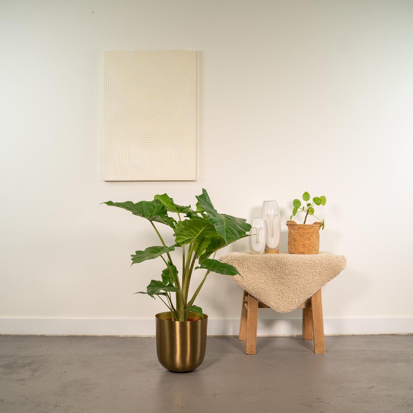 Alocasia Portodora + Pot Mayk