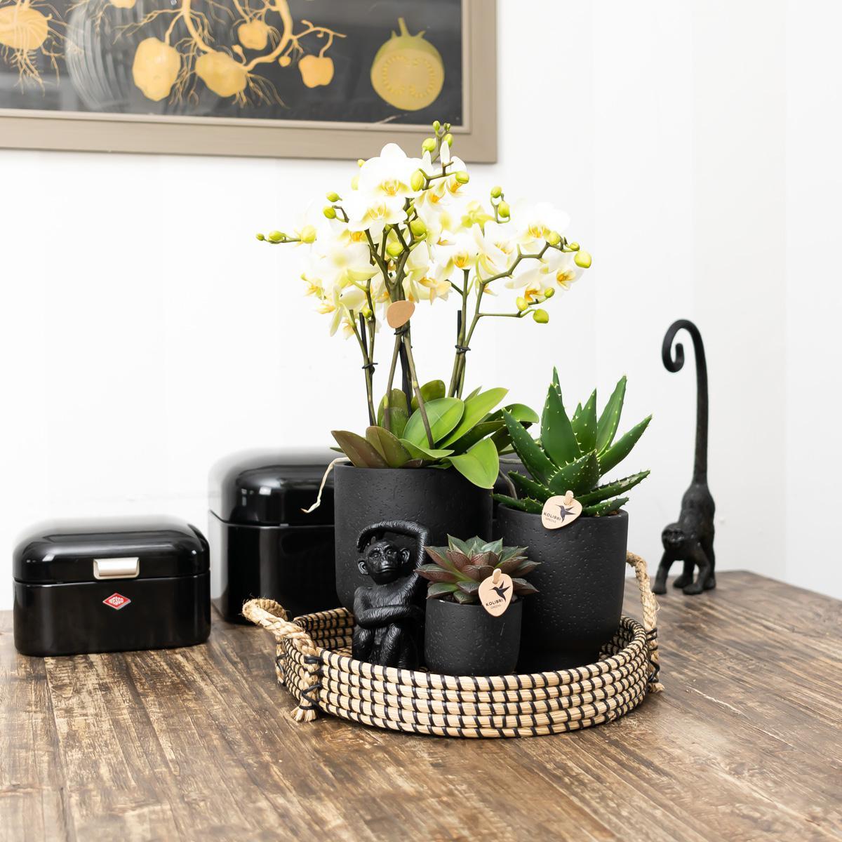 Hummingbird Home | Bol décoratif - Plateau tressé noir Ø30cm