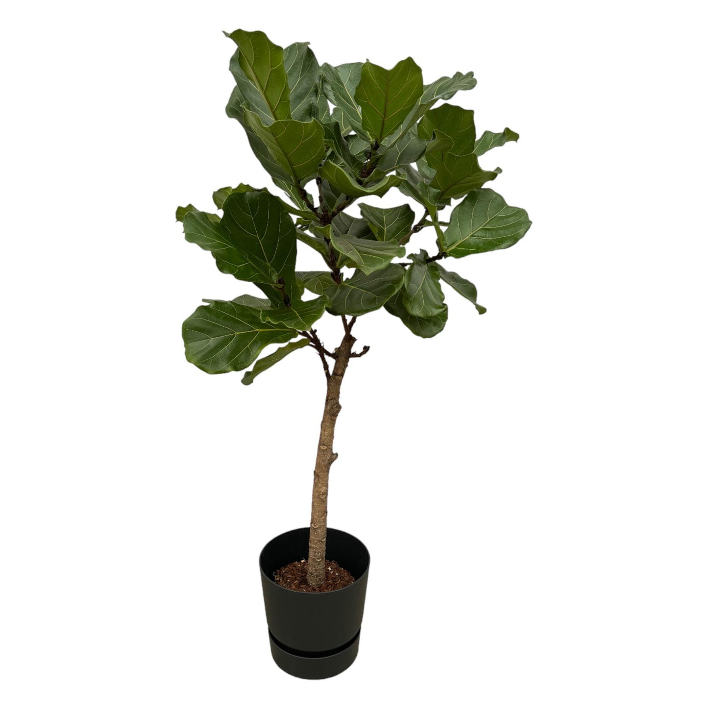 Ficus Lyrata op stam + elho Greenville Round