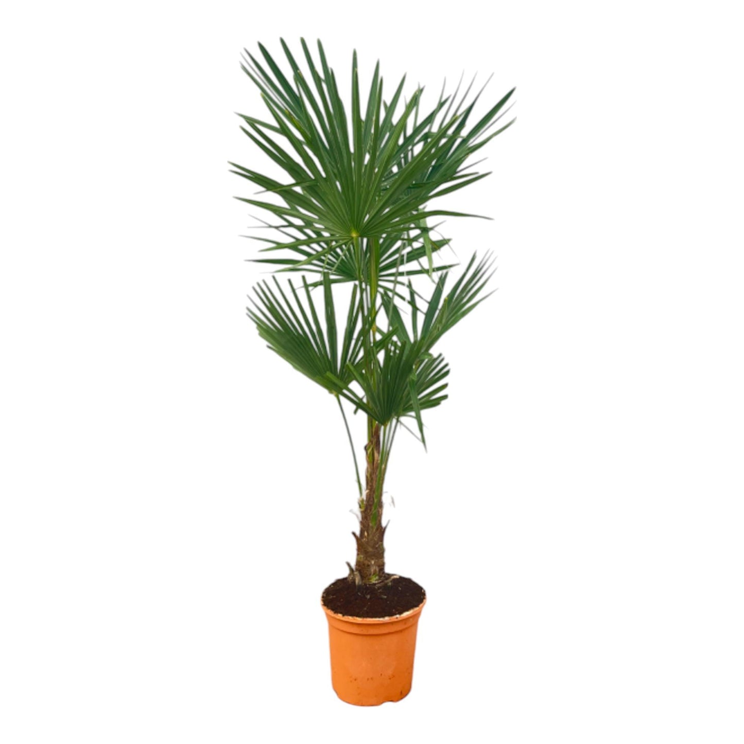 Trachycarpus Fortuneii - 160 cm - Ø25cm
