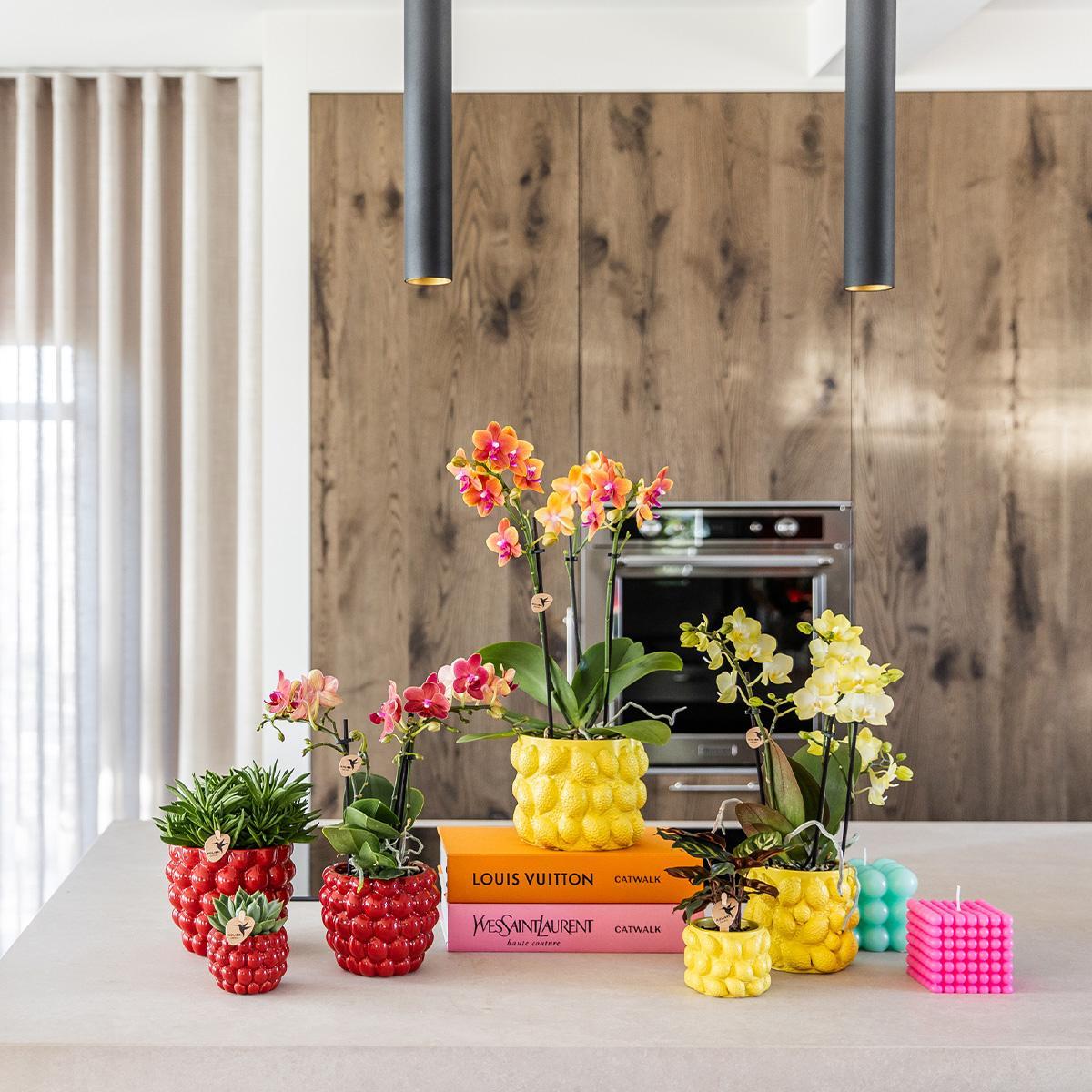 rode Phalaenopsis orchidee – Congo + Berry sierpot – potmaat Ø9cm – 40cm hoog