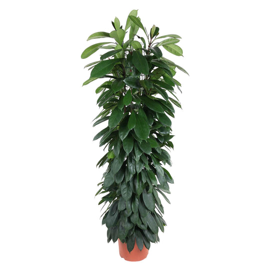 Ficus Cyatistipula (zuil)