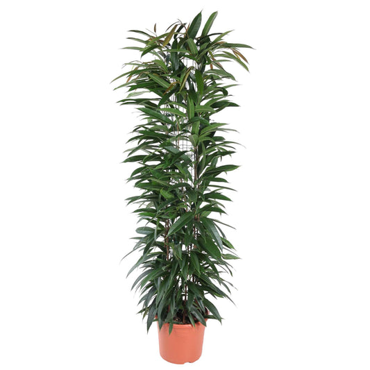 Ficus Alii King (zuil)