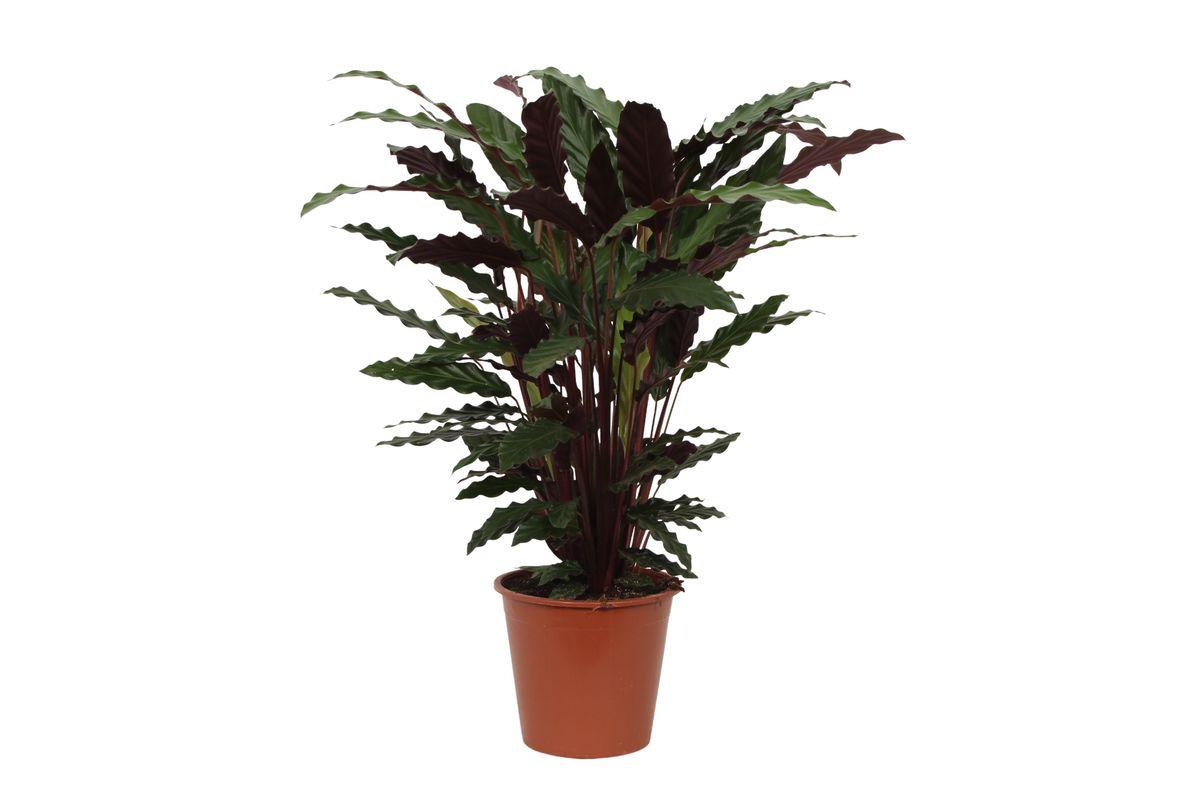 Calathea Wavestar