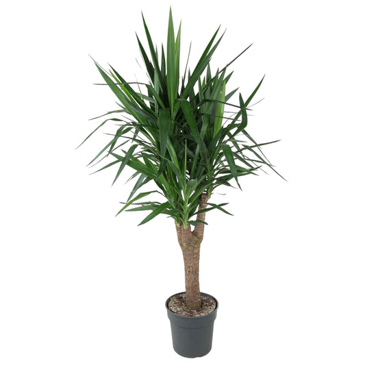 Yucca Elephantipe vertakt - 150 cm - ø31