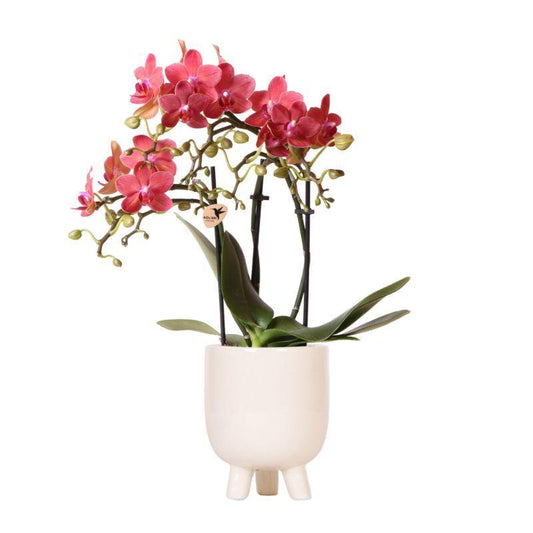 Rode Phalaenopsis orchidee – Congo + Gummy pot travertine – potmaat Ø9cm – 40cm hoog