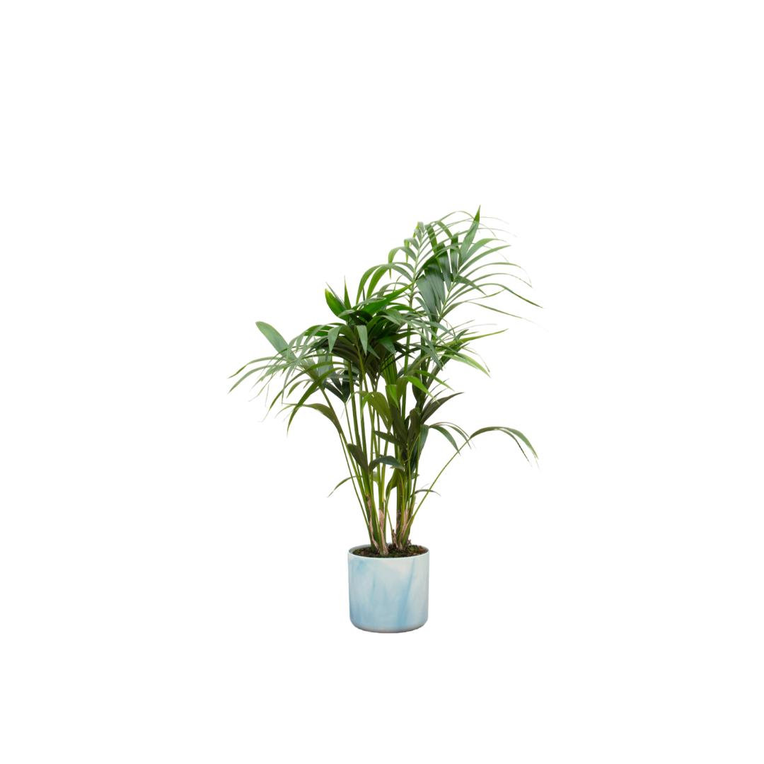 Kentia palm + elho Ocean Round