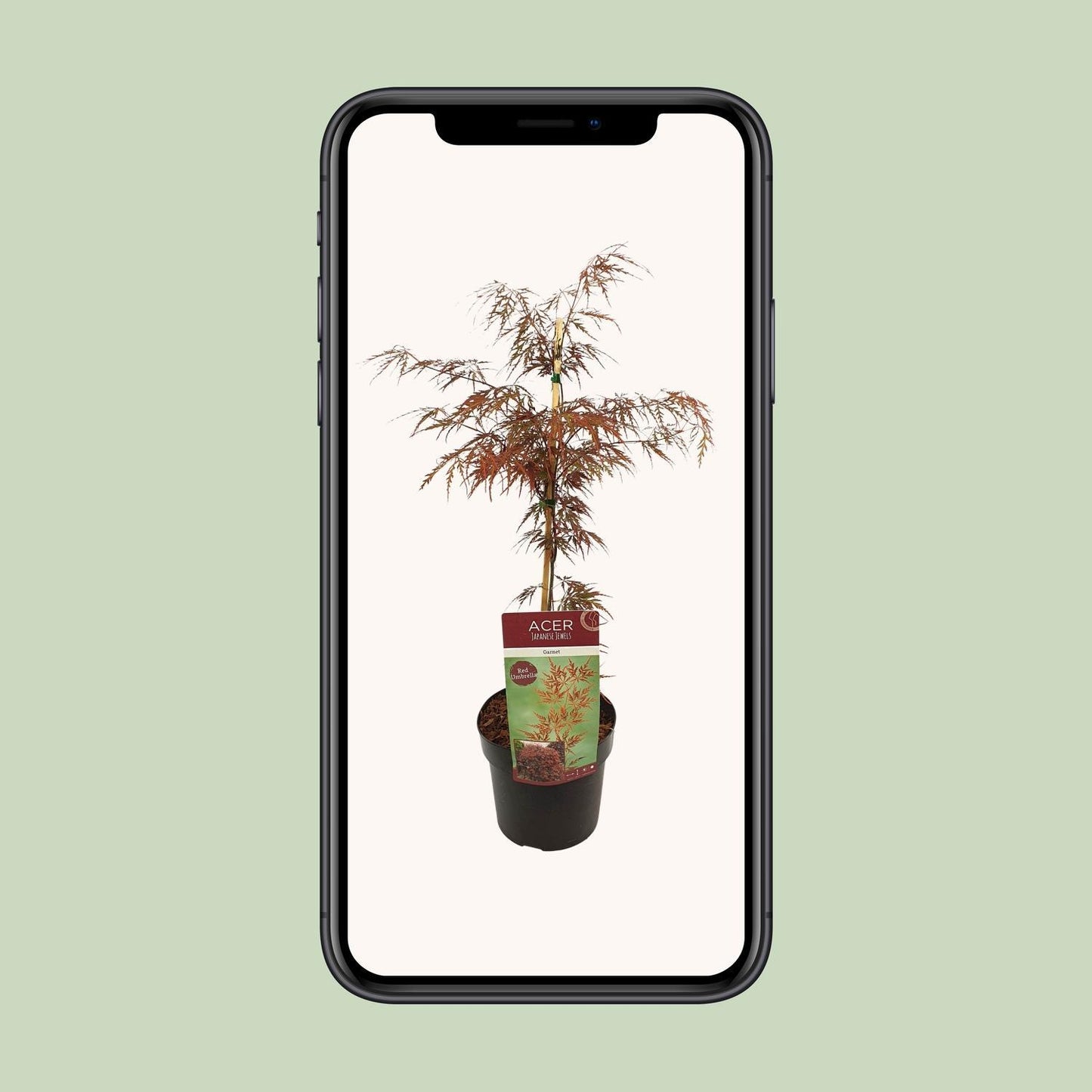 Acer palm (Garnet)
