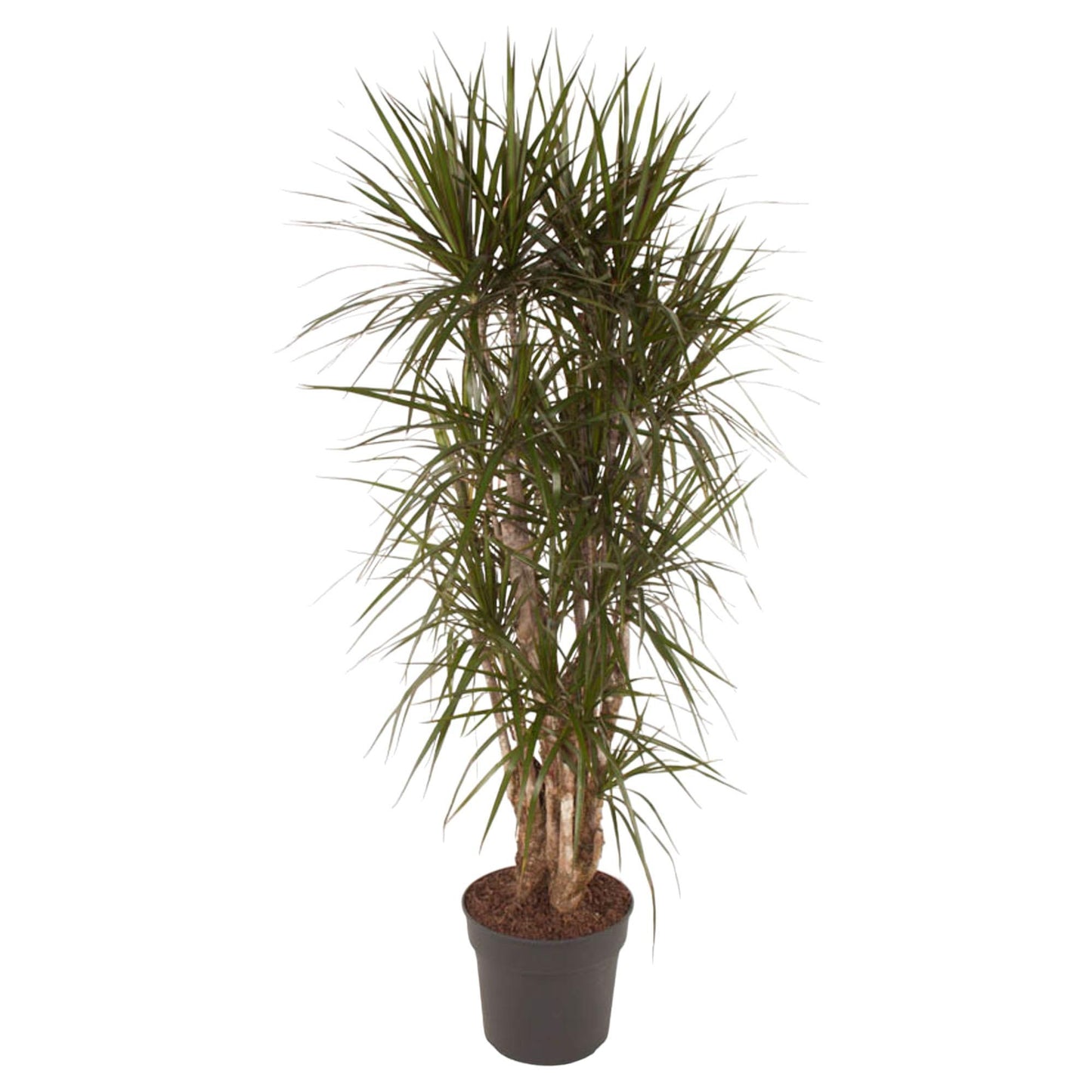 Dracaena Marginata (vertakt)
