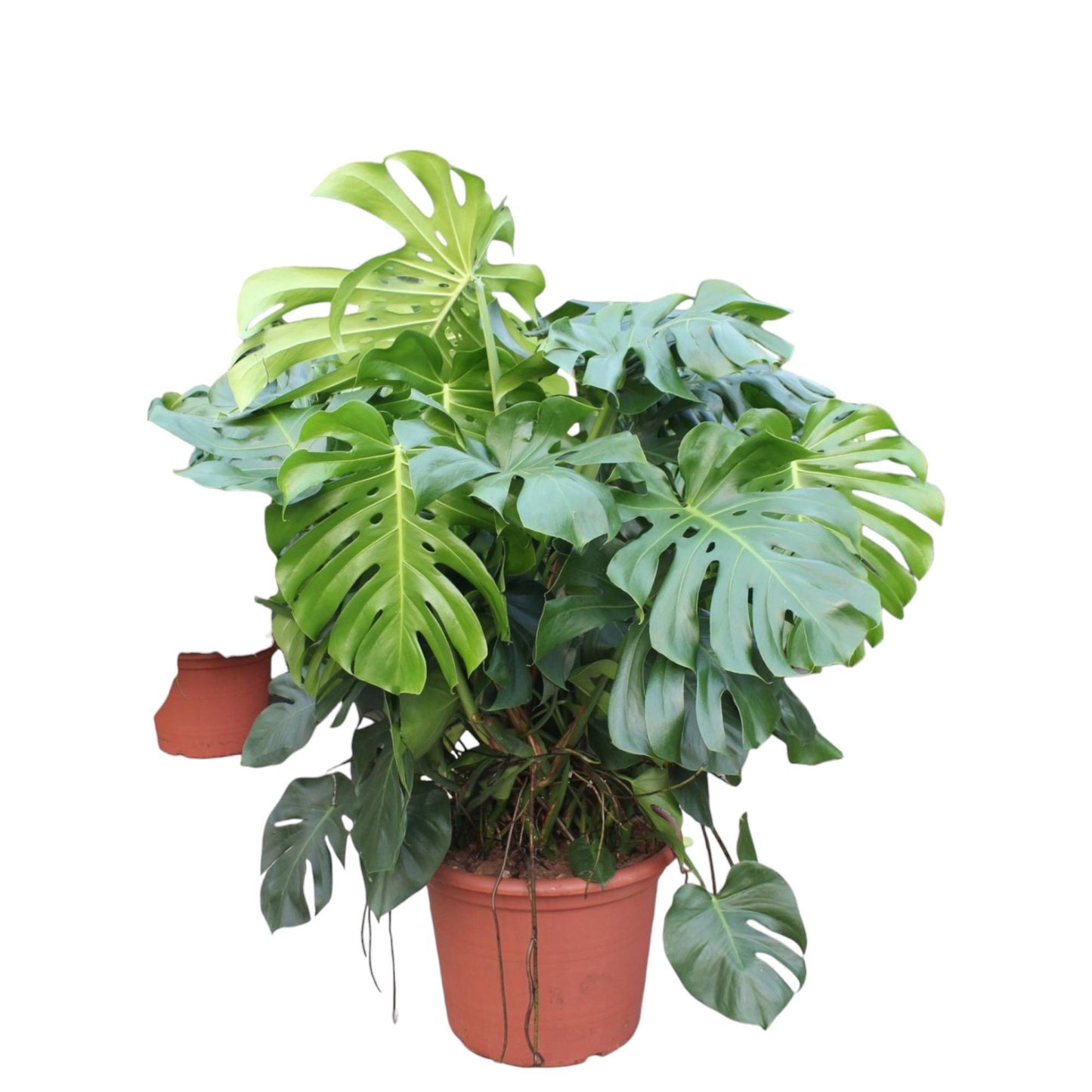 Monstera Deliciosa (XXL blad)