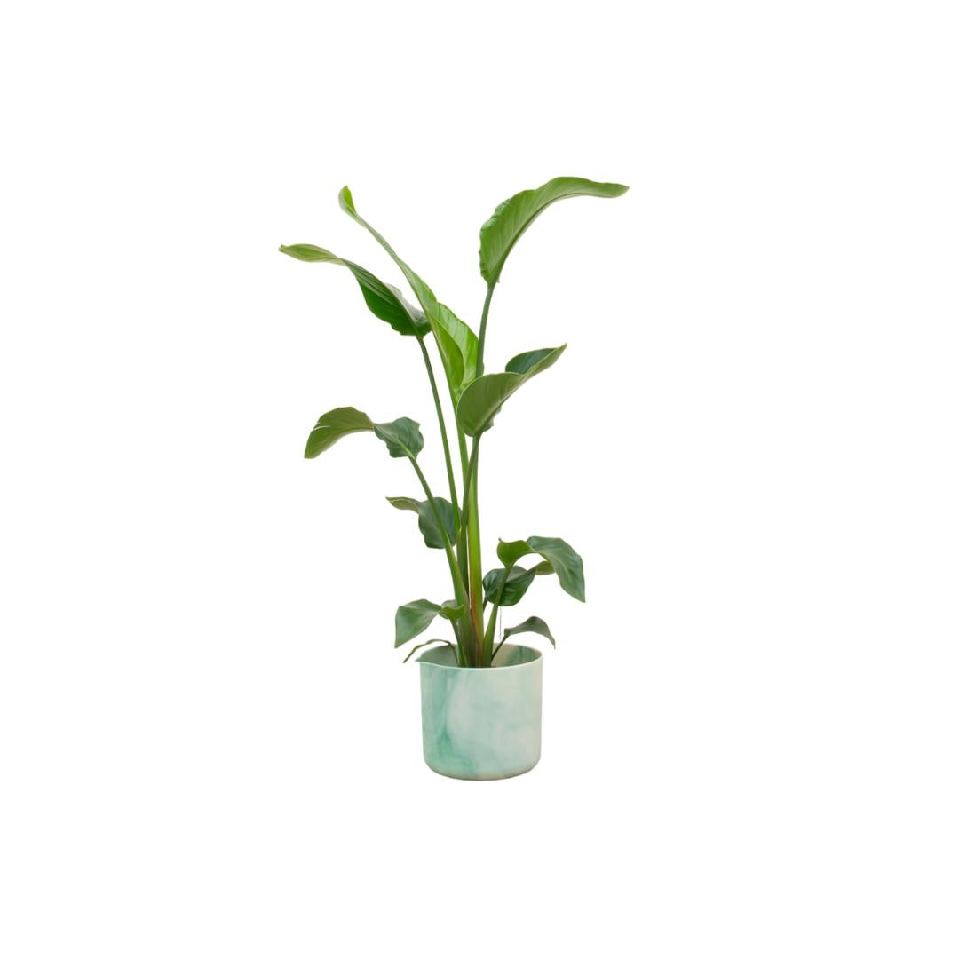 Strelitzia Nicolai + elho Ocean Round