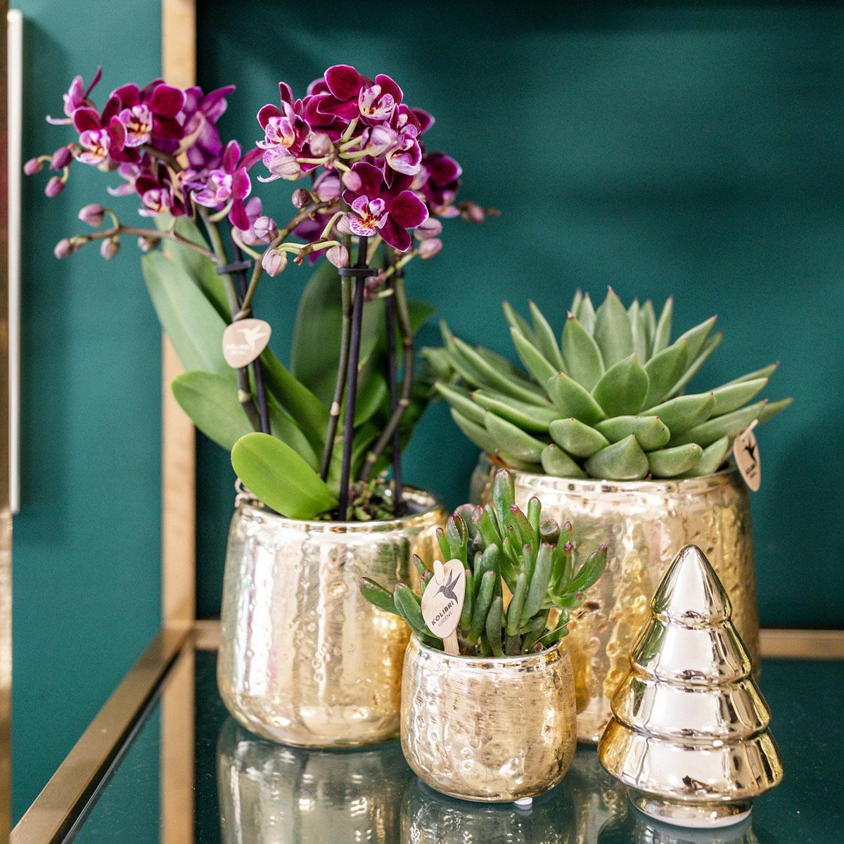 Roze paarse Phalaenopsis orchidee - El Salvador + Luxury gouden sierpot - potmaat Ø9cm - 35cm hoog