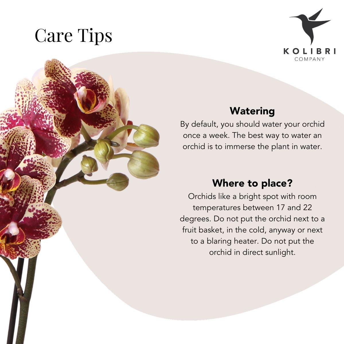 Geel rode Phalaenopsis orchidee – Spain + Elite sierpot copper – potmaat Ø9cm – 40cm hoog