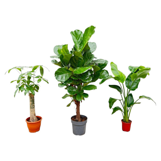 Combi deal! - Strelitzia Nicolai 70 cm - Wout L 130 cm - Ficus Lyrata vertakt 160cm