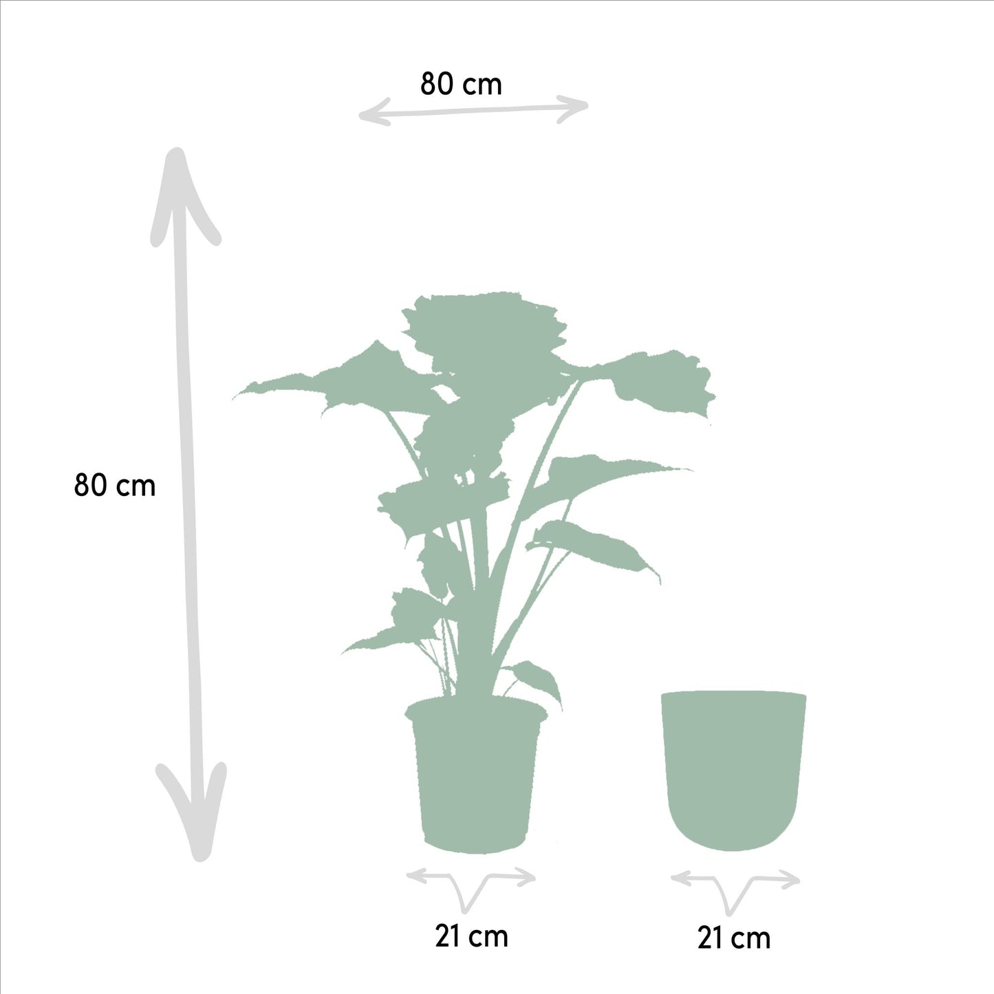 Alocasia Portodora + Pot Mayk