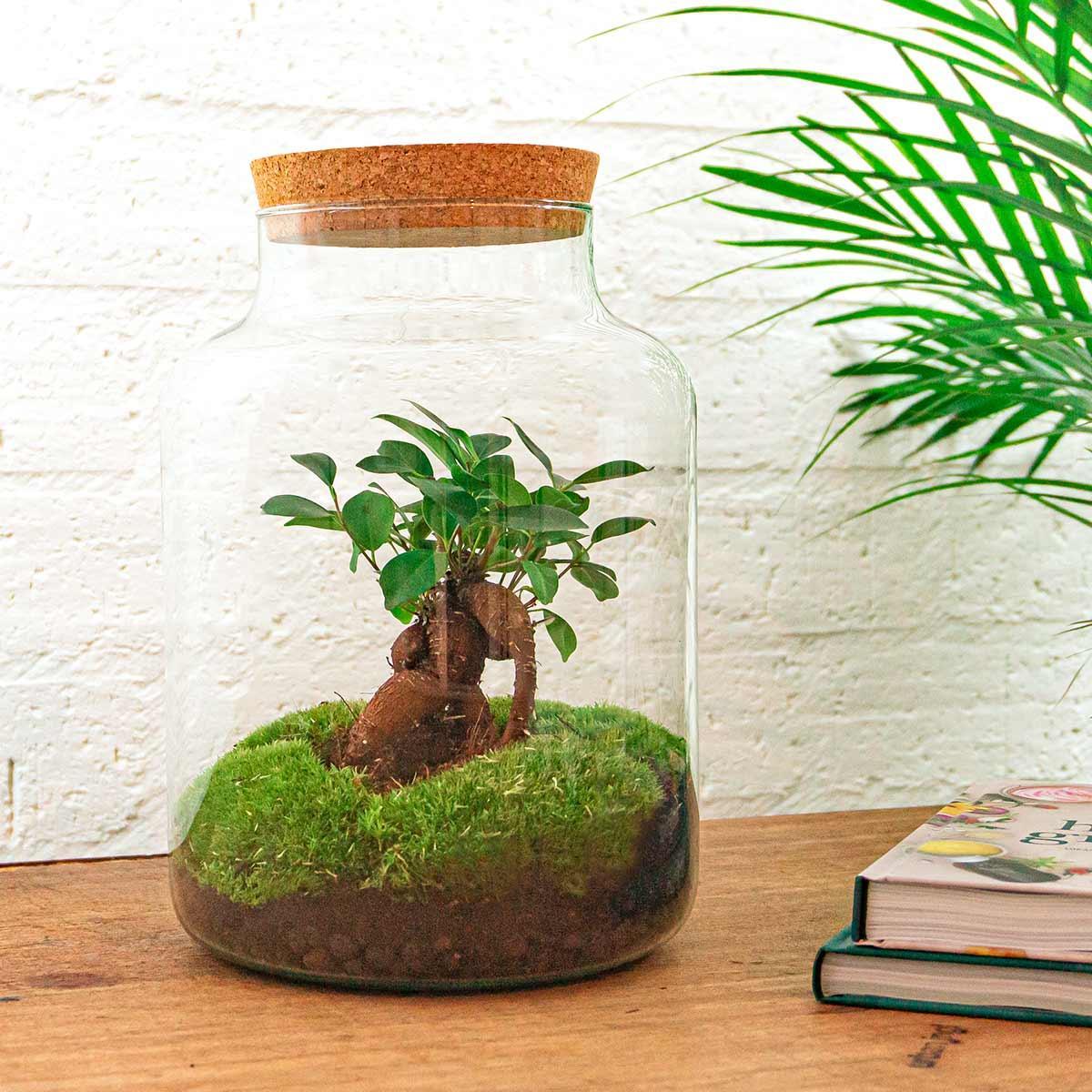 DIY terrarium - Milky met bonsai - ↕ 30 cm
