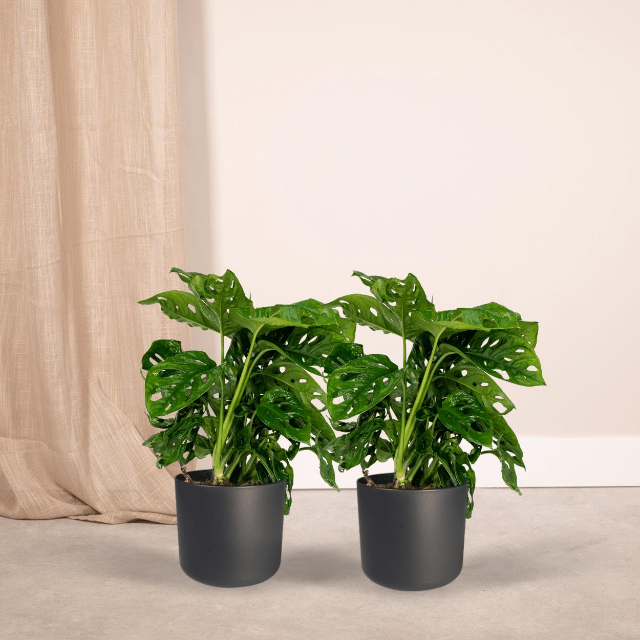 2x Monstera Monkey Leaf  (Gatenplant)