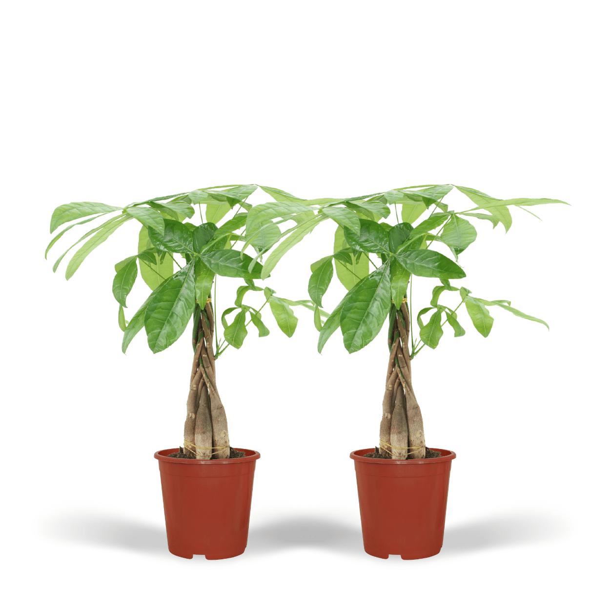 2x Pachira Aquatica (Geldboom)