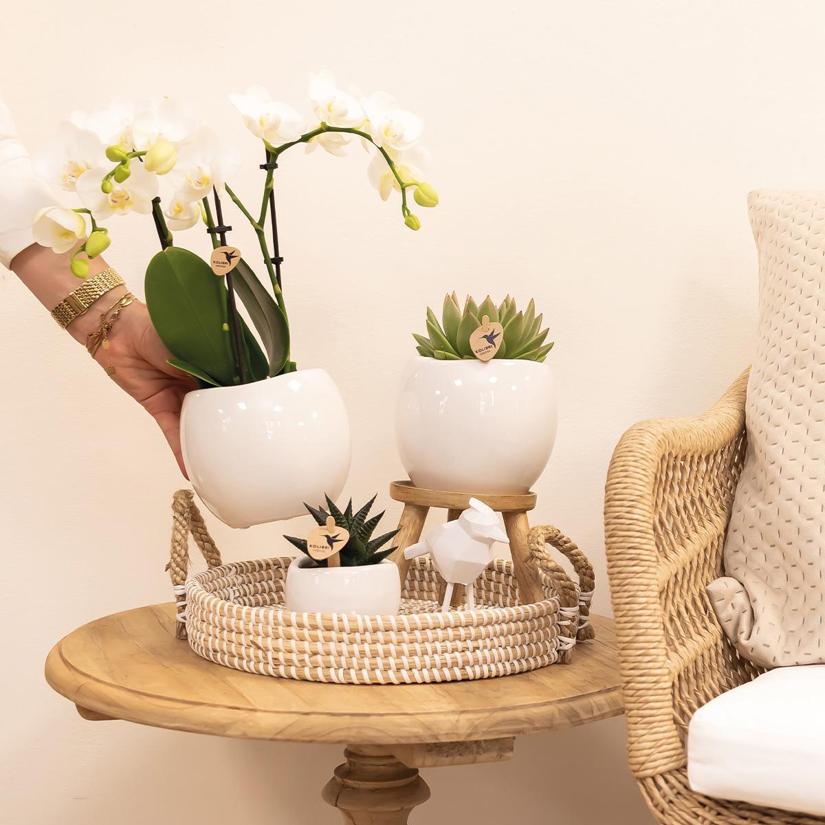 Kolibri Home | Pot de fleurs bol - Pot décoratif en céramique blanche - Taille du pot Ø9 cm