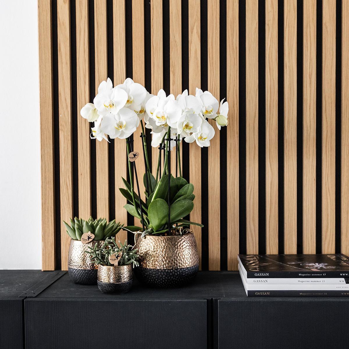 Geel rode Phalaenopsis orchidee – Spain + Elite sierpot copper – potmaat Ø9cm – 40cm hoog