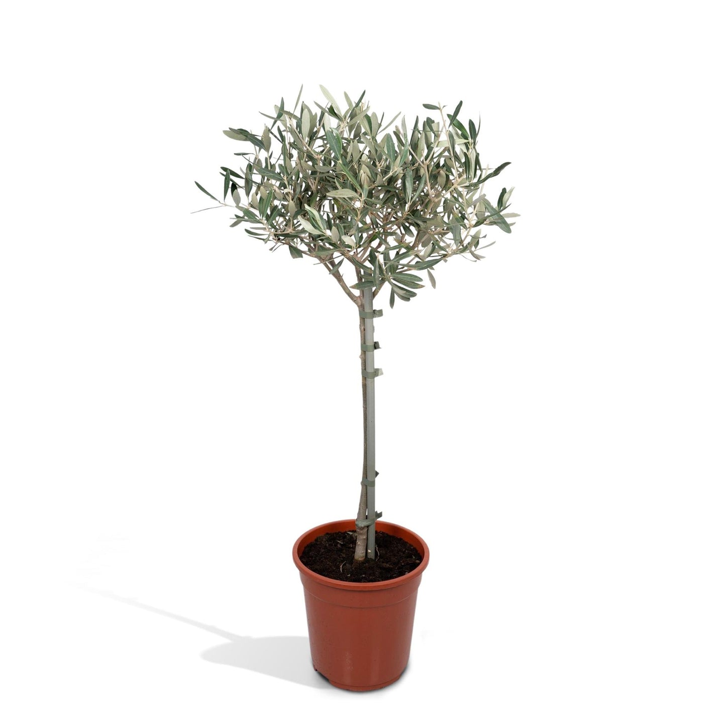 Olea - Ø19cm - ↕90cm