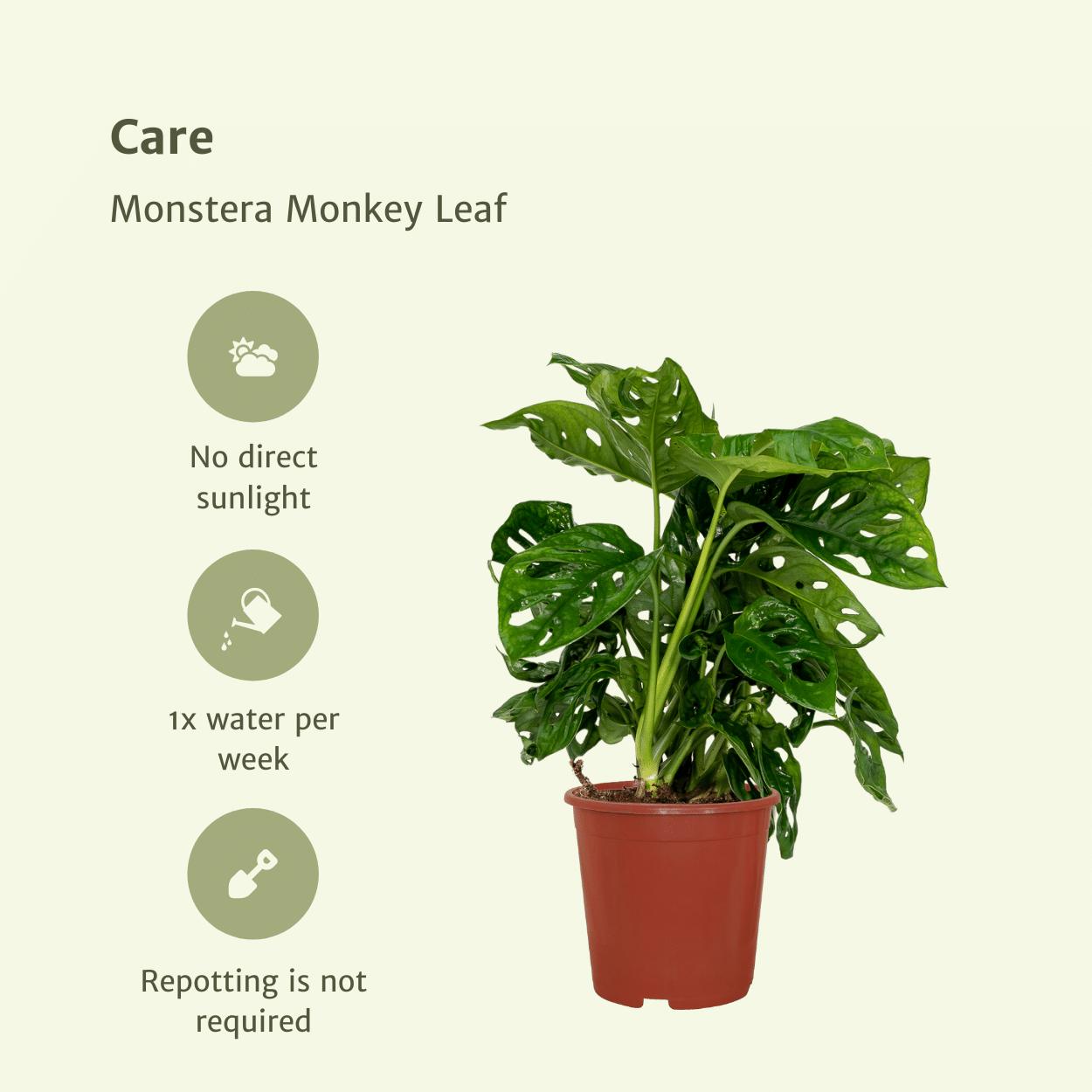 2x Monstera Monkey Leaf  (Gatenplant)