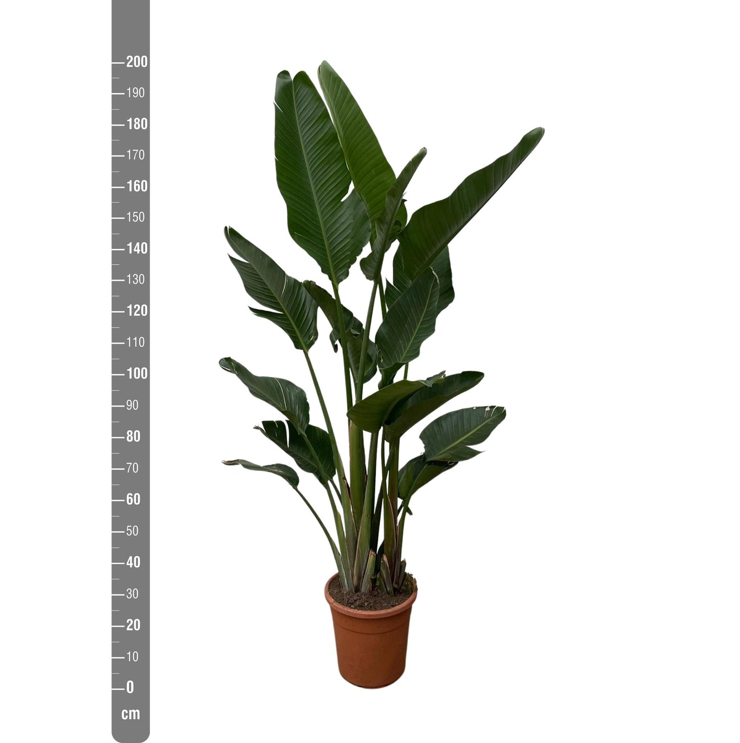 Strelitzia Augusta (multi stam)