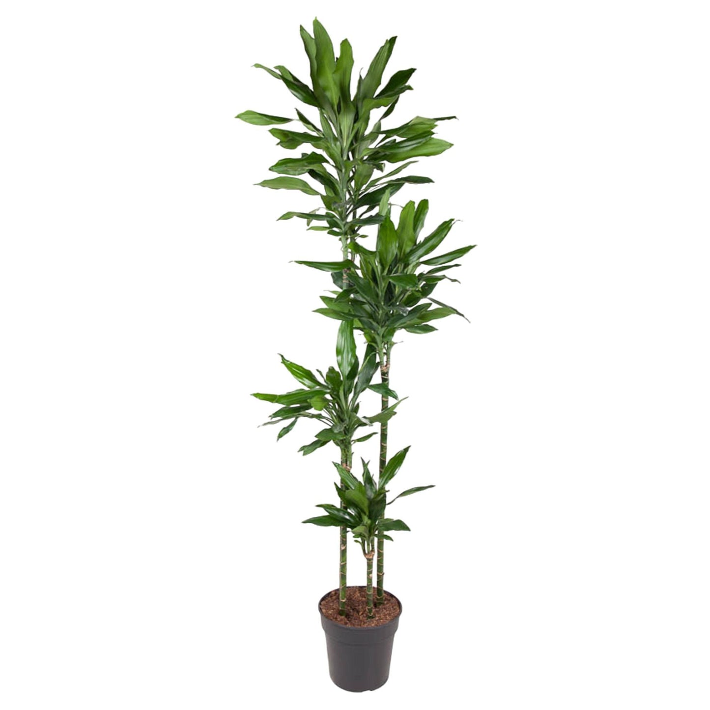 Dracaena Janet Lind