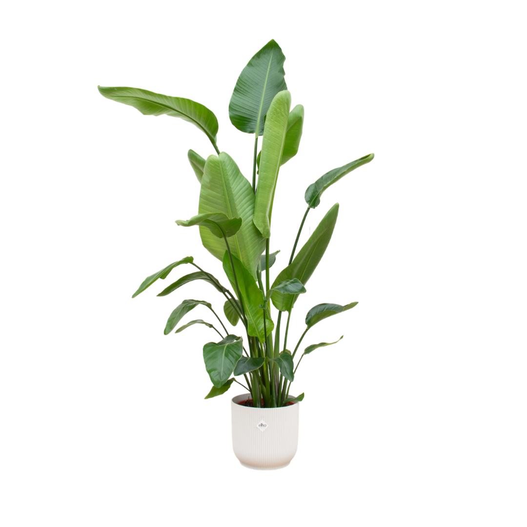 Strelitzia Nicolai + elho Vibes Fold Round