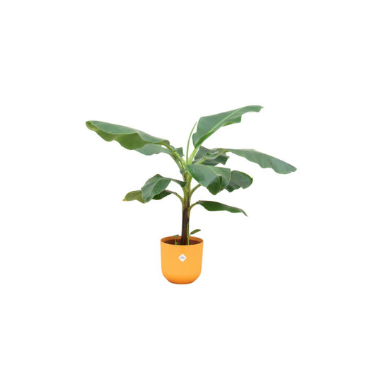 Bananenplant (Musa) + elho Jazz Round
