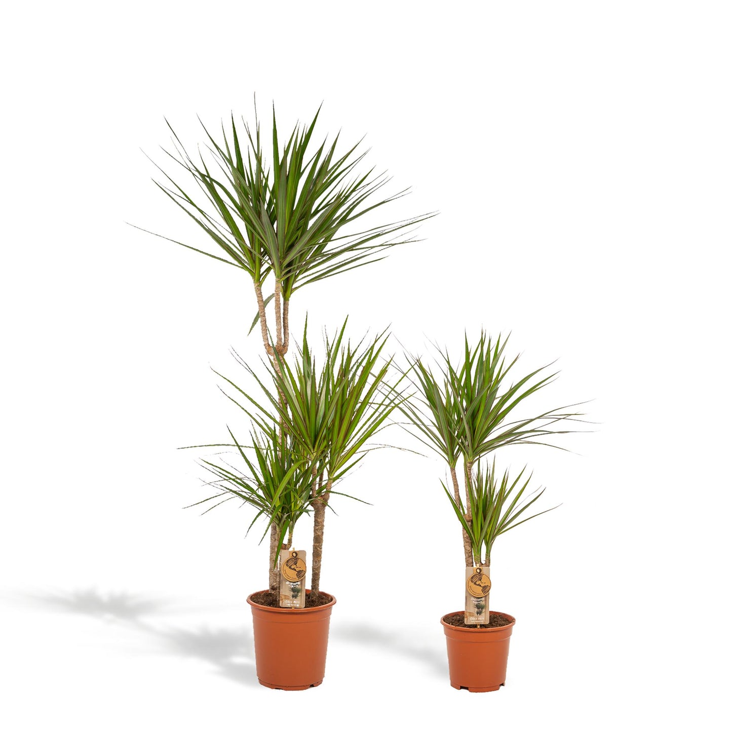 Combi deal: Dracaena (120cm) + Dracaena (70cm)