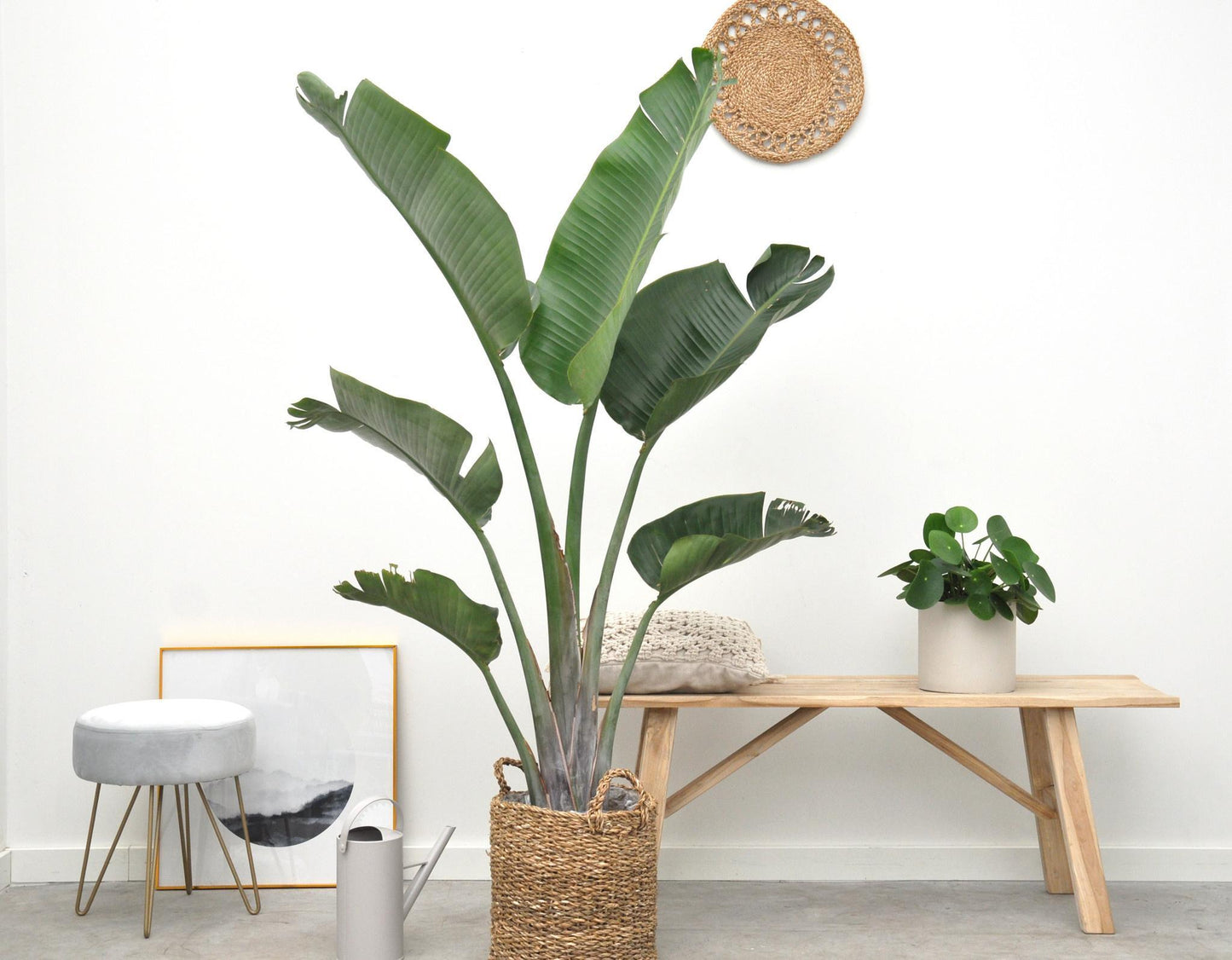 Strelitzia Augusta